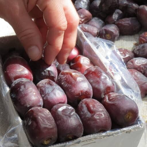 تصویر 4 از خرما مضافتی بم درجه یک با ظاهر درخشان و گوشت فراوان